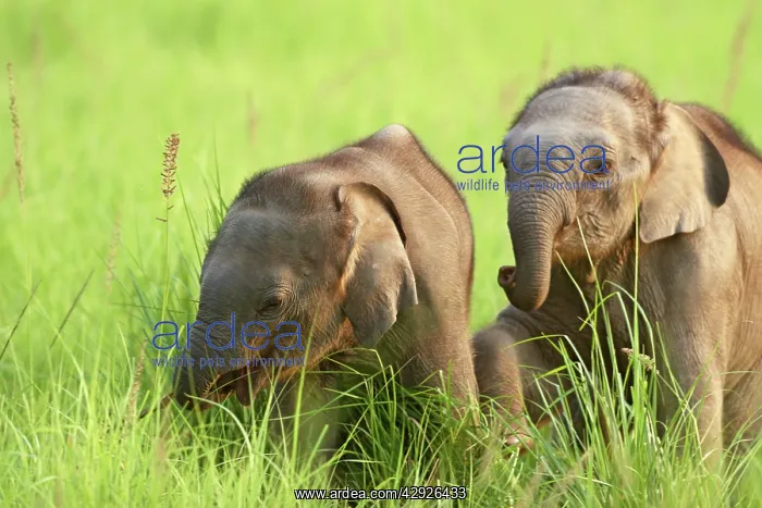 : Indian / Asian Elephant playing - two calves playing : Indian / Asian Elephant playing - two calves playing