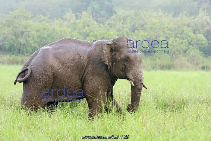 : Indian / Asian Elephant after the rain : Indian / Asian Elephant after the rain