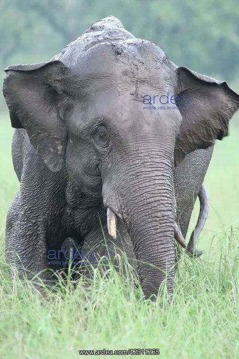 : Indian / Asian Elephant after the rain : Indian / Asian Elephant after the rain