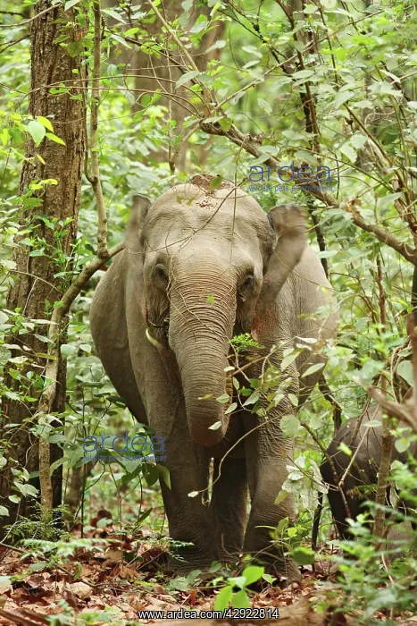 : Indian / Asian Elephant in the Sal forest : Indian / Asian Elephant in the Sal forest