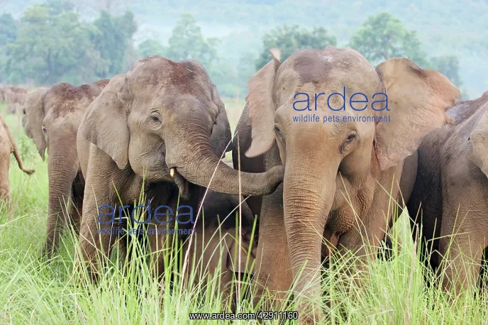 : Indian / Asian Elephant sharing an intimate moment : Indian / Asian Elephant sharing an intimate moment