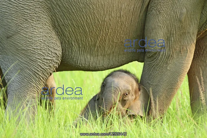 : Indian / Asian Elephant - sheltering in the shadow : Indian / Asian Elephant - sheltering in the shadow