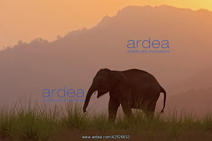 : Indian / Asian Elephant - silhoutted at dusk : Indian / Asian Elephant - silhoutted at dusk