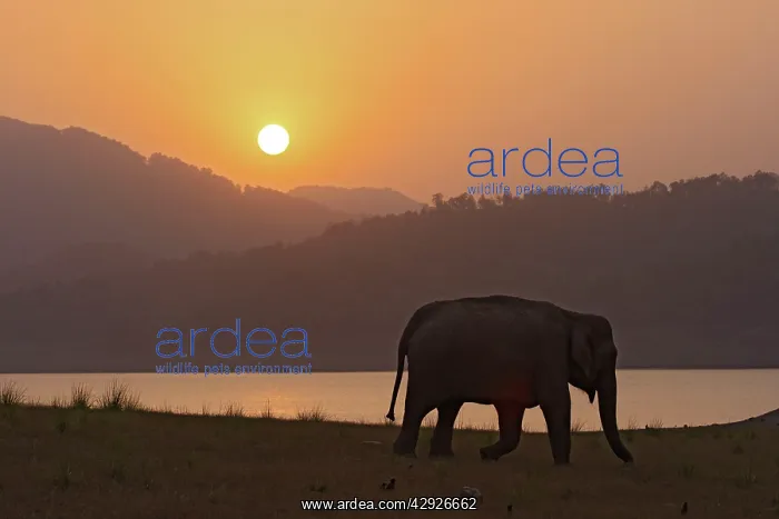 : Indian / Asian Elephant - silhoutted at sunset : Indian / Asian Elephant - silhoutted at sunset