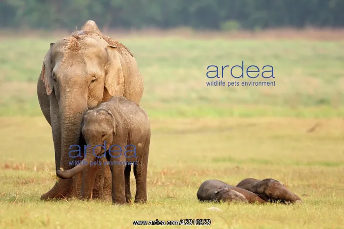  : Indian  /  Asian Elephant & sleeping calves