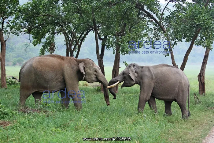 : Indian / Asian Elephant - two sparring : Indian / Asian Elephant - two sparring