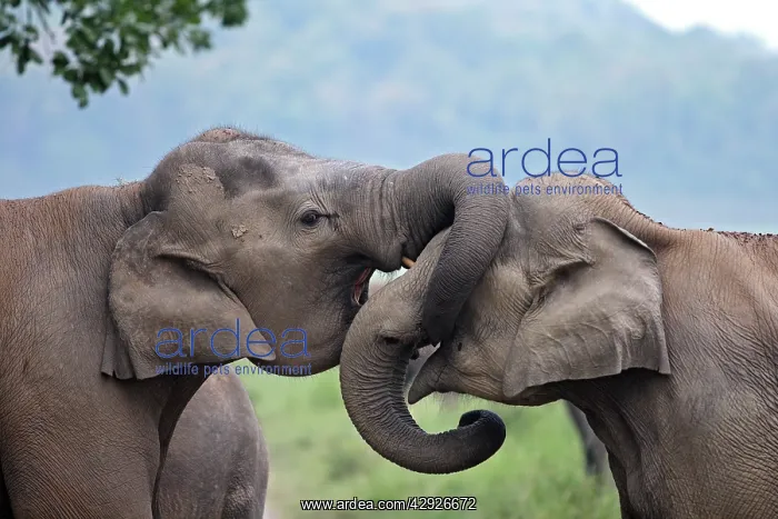 : Indian / Asian Elephant - two sparring : Indian / Asian Elephant - two sparring