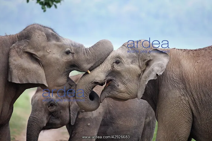 : Indian / Asian Elephant - two sparring : Indian / Asian Elephant - two sparring