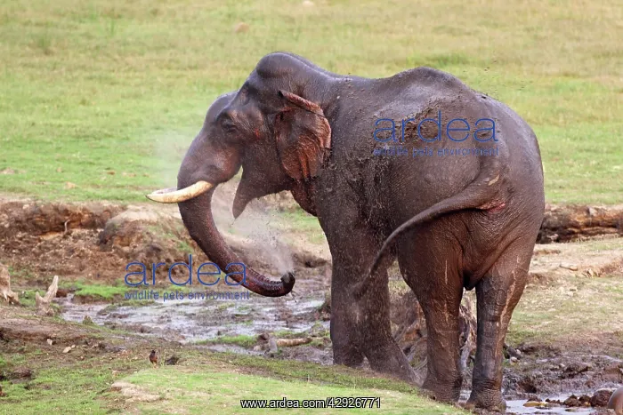 : Indian / Asian Elephant - splashing water at the waterhole : Indian / Asian Elephant - splashing water at the waterhole