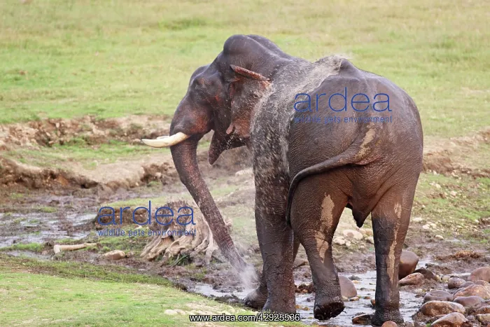 : Indian / Asian Elephant spraying water at the waterhole : Indian / Asian Elephant spraying water at the waterhole