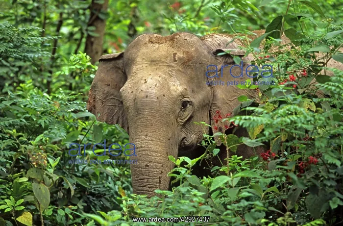 : Indian / Asian Elephant spying through the bushes : Indian / Asian Elephant spying through the bushes
