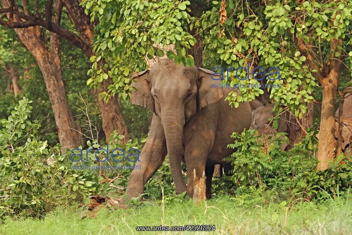 : Indian / Asian Elephant stamping on tree trunk : Indian / Asian Elephant stamping on tree trunk