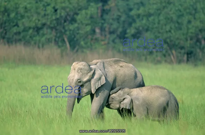 : Indian / Asian Elephant suckling young one : Indian / Asian Elephant suckling young one