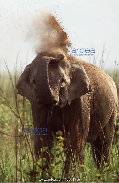  : INDIAN  /  ASIAN ELEPHANT - Taking dust bath