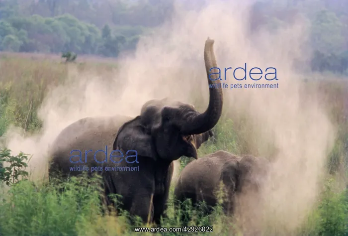 : Indian / Asian Elephant taking dust-bath at dawn : Indian / Asian Elephant taking dust-bath at dawn