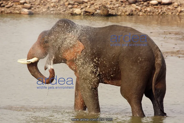 : Indian / Asian Elephant taking showers in the river : Indian / Asian Elephant taking showers in the river