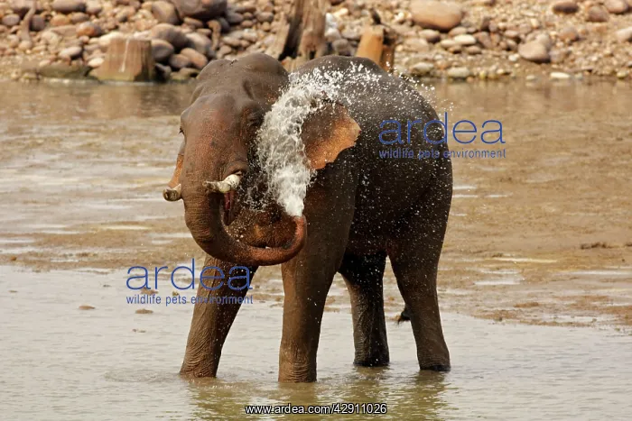 : Indian / Asian Elephant taking showers in the river Ramganga : Indian / Asian Elephant taking showers in the river Ramganga