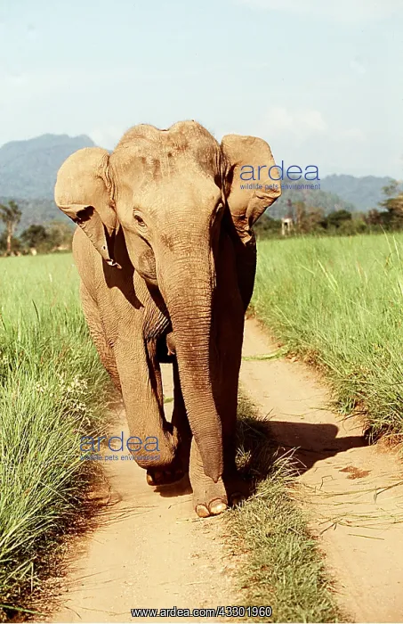 : Indian / Asian Elephant - on track : Indian / Asian Elephant - on track