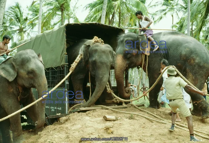  : Indian  /  Asian Elephant translocation - tranquilized