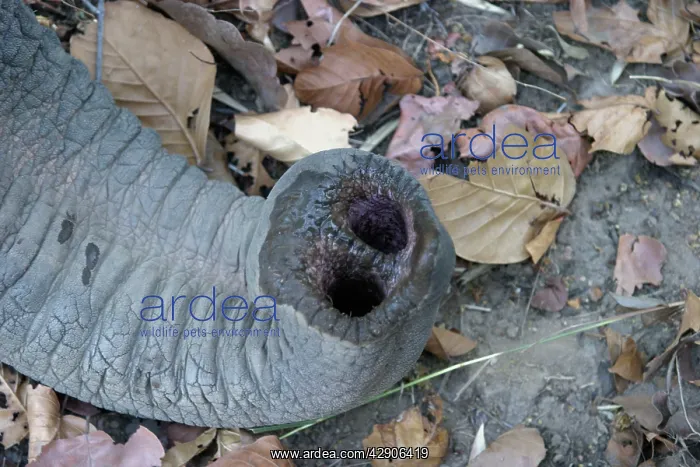 : Indian / Asian elephant - trunk and nostril in detail : Indian / Asian elephant - trunk and nostril in detail