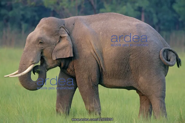  : Indian  /  Asian Elephant (Tusker)