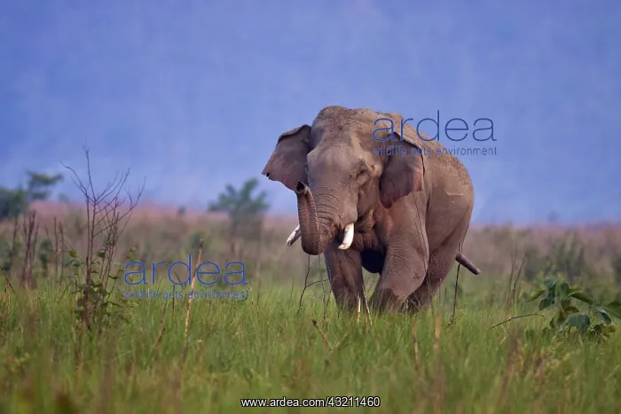 : Indian Asian Elephant, Tusker in the grassland : Indian Asian Elephant, Tusker in the grassland