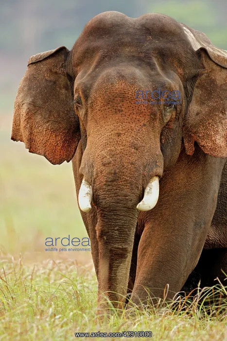 : Indian / Asian Elephant (Tusker) male : Indian / Asian Elephant (Tusker) male