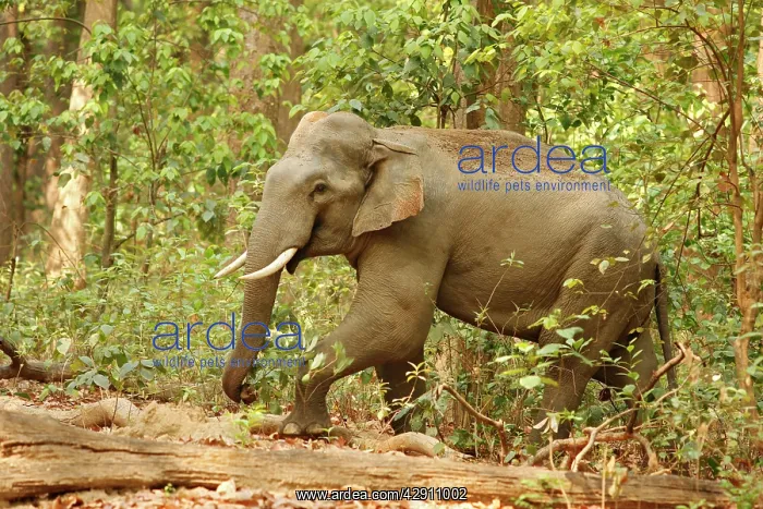 : Indian / Asian Elephant (Tusker) in the Sal forest : Indian / Asian Elephant (Tusker) in the Sal forest