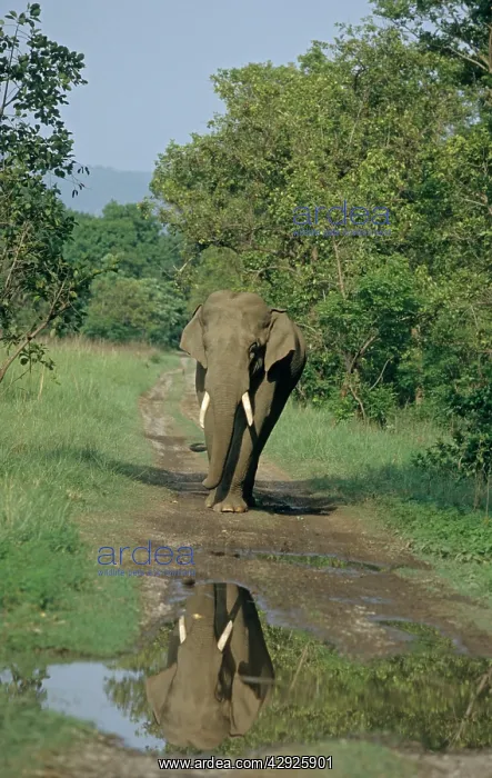 : Indian / Asian Elephant - Tusker on the track : Indian / Asian Elephant - Tusker on the track