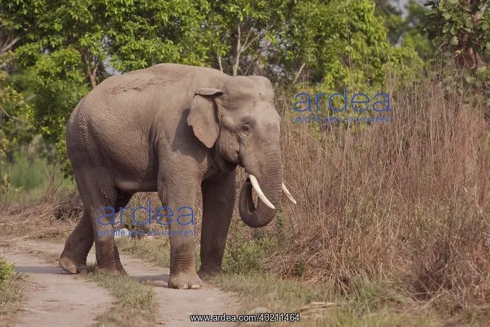  : Indian Asian Elephant, tusker on the track, Corbett