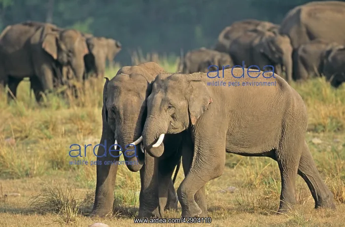 : Indian / Asian Elephant (Tuskers) play-fighting : Indian / Asian Elephant (Tuskers) play-fighting