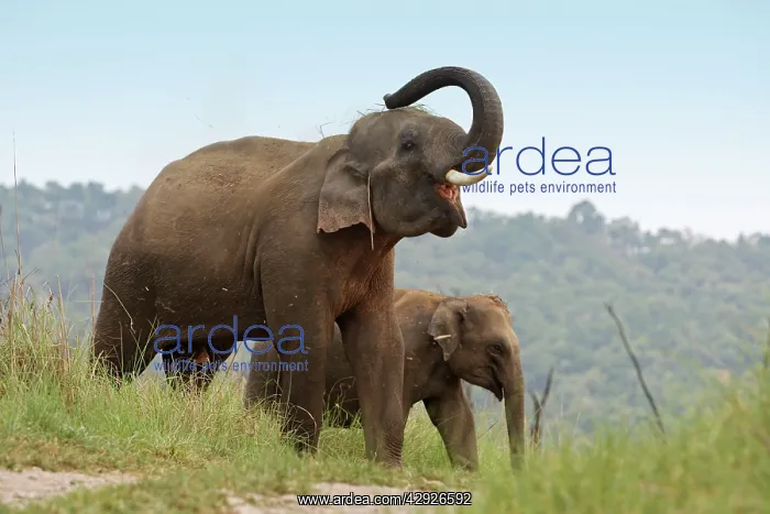 : Indian / Asian Elephant - using trunk to throw grass on back : Indian / Asian Elephant - using trunk to throw grass on back