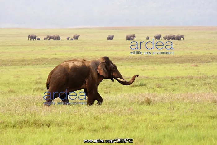 : Indian / Asian Elephant wandering away from its herd : Indian / Asian Elephant wandering away from its herd