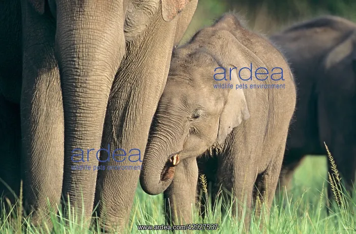 : Indian / Asian Elephant and young one : Indian / Asian Elephant and young one