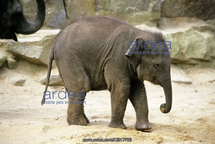 : Indian / Asian Elephant - young animal : Indian / Asian Elephant - young animal