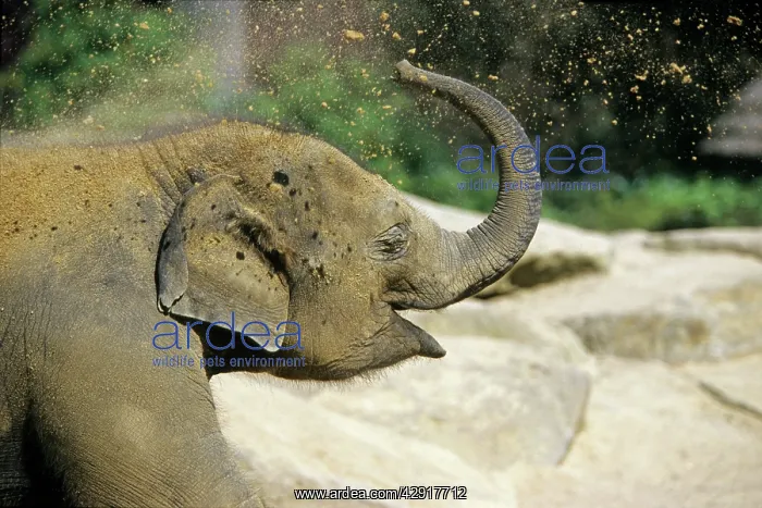 : Indian / Asian Elephant - young animal blowing : Indian / Asian Elephant - young animal blowing
