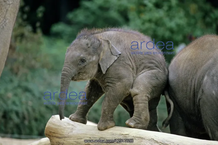 : Indian / Asian Elephant - young animal playing on tree trunk : Indian / Asian Elephant - young animal playing on tree trunk