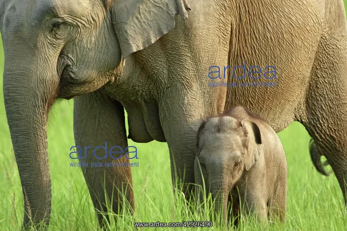 : Indian / Asian Elephant - with young calf : Indian / Asian Elephant - with young calf