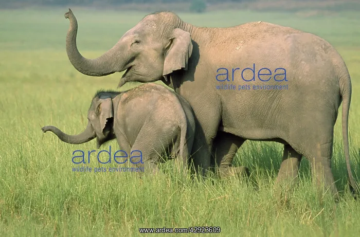 : Indian / Asian ELEPHANT - With young, catching the scent : Indian / Asian ELEPHANT - With young, catching the scent