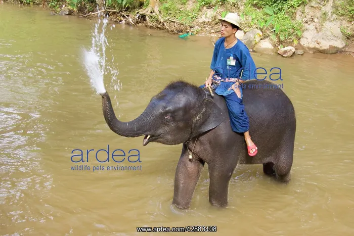 : Indian / Asian Elephant - Young elephant with its : Indian / Asian Elephant - Young elephant with its