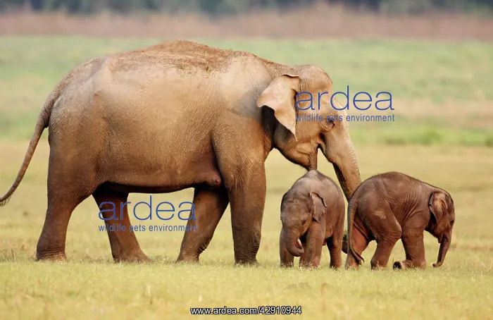 : Indian / Asian Elephant & young ones : Indian / Asian Elephant & young ones