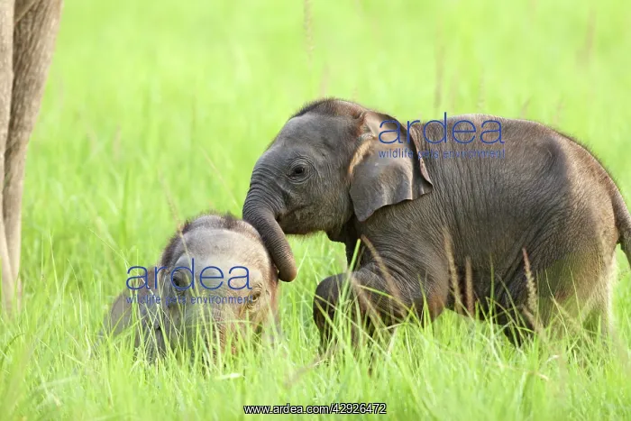 : Indian / Asian Elephant - young playing : Indian / Asian Elephant - young playing