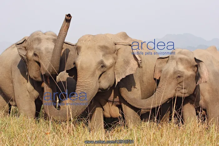  : Indian  /  Asian Elephants