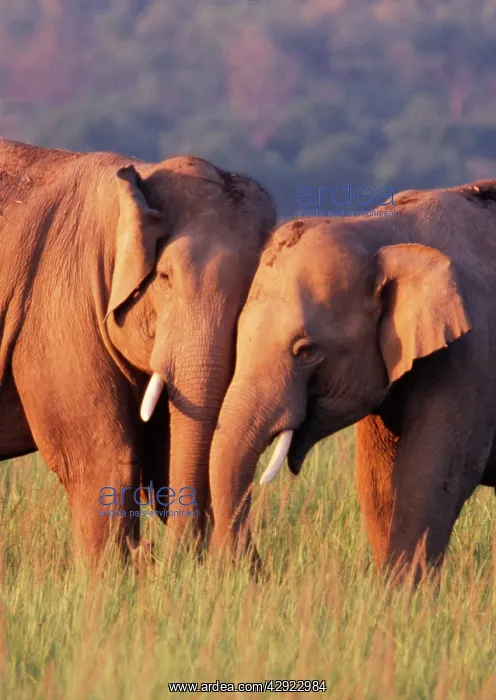 : Indian / Asian Elephants : Indian / Asian Elephants