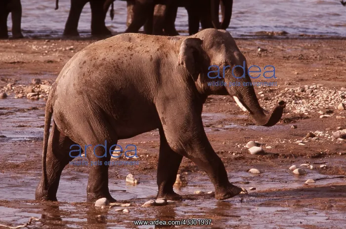: Indian / Asian Elephants : Indian / Asian Elephants