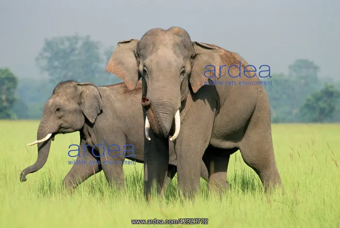 : Indian / Asian Elephants - adult and calf catching the scent : Indian / Asian Elephants - adult and calf catching the scent