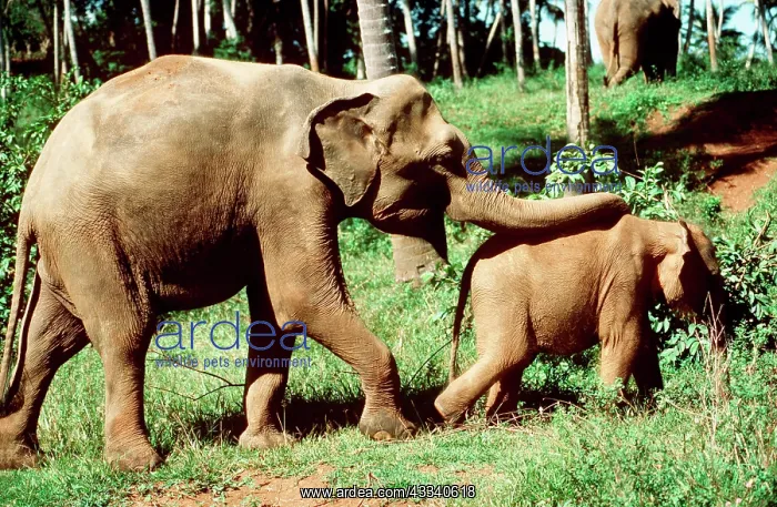 : Indian / Asian Elephants - Adult & young : Indian / Asian Elephants - Adult & young