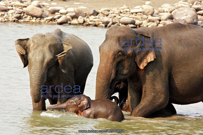 : Indian / Asian Elephants - Adults & young one in : Indian / Asian Elephants - Adults & young one in