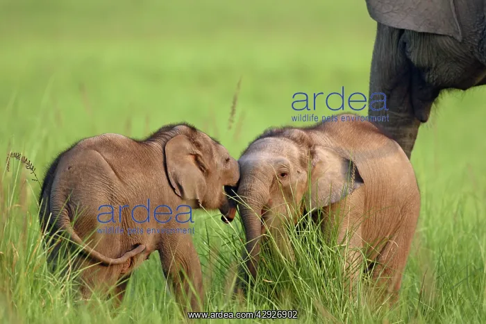 : Indian / Asian Elephants two calves playing : Indian / Asian Elephants two calves playing