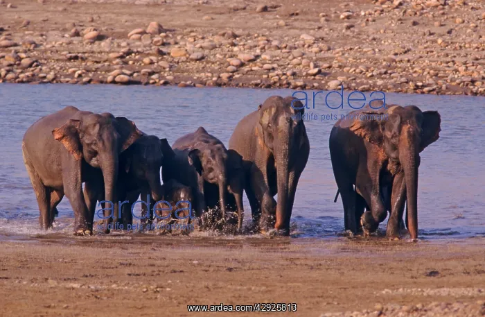 : Indian / Asian Elephants coming out of river Ramganga : Indian / Asian Elephants coming out of river Ramganga